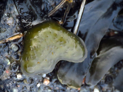 Fucus vesiculosus