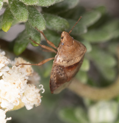 Eupolemus tasmanicus