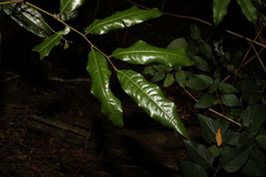 Mischocarpus australis