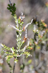 Dicerothamnus rhinocerotis