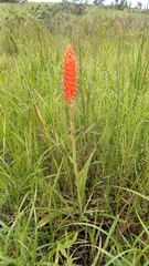 Disa polygonoides