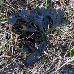 Fucus vesiculosus