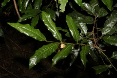 Mischocarpus australis