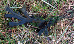 Fucus vesiculosus
