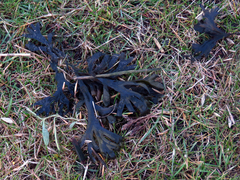 Fucus vesiculosus