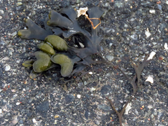 Fucus vesiculosus
