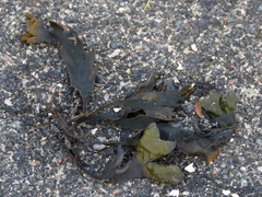 Fucus vesiculosus