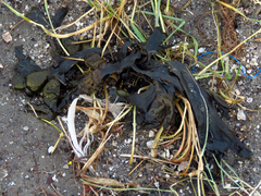 Fucus vesiculosus