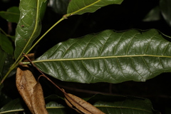 Mischocarpus australis