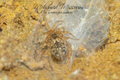 Oecobius maculatus