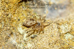 Oecobius maculatus