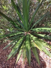 Agave parryi
