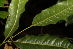 Mischocarpus australis