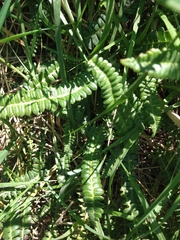 Blechnum penna-marina