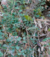 Atalantia buxifolia