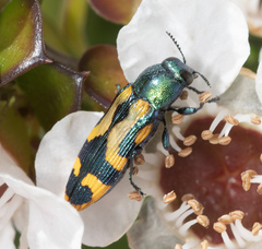 Castiarina flavopicta