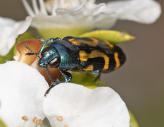 Castiarina flavopicta
