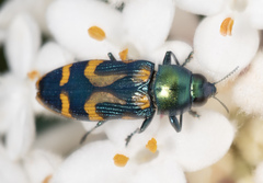Castiarina flavopicta