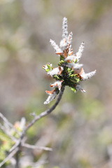 Dicerothamnus rhinocerotis