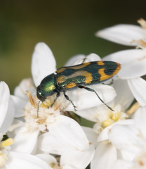 Castiarina flavopicta