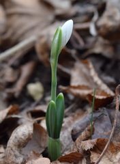 Galanthus plicatus