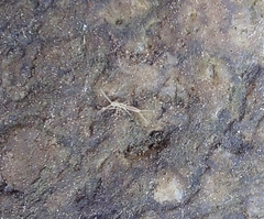 Diplura