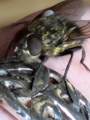 Polleniidae