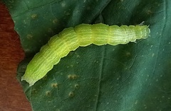 Chrysodeixis chalcites