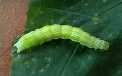 Chrysodeixis chalcites