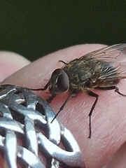 Polleniidae