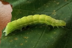 Chrysodeixis chalcites
