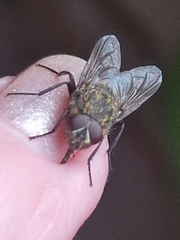 Polleniidae