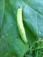 Chrysodeixis chalcites