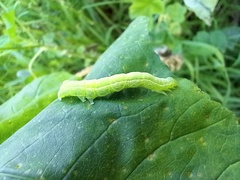 Chrysodeixis chalcites