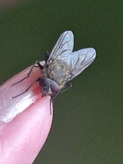 Polleniidae