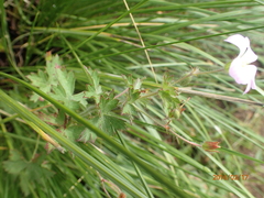 Geranium schlechteri