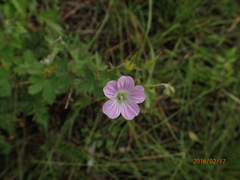 Geranium schlechteri