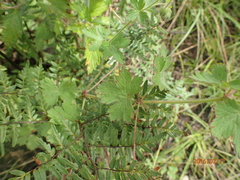 Geranium schlechteri