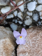 Cymbalaria muralis