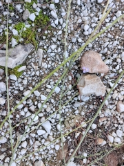 Cymbalaria muralis