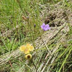 Wahlenbergia undulata