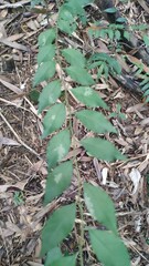 Zanthoxylum scandens