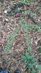 Zanthoxylum scandens