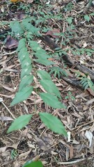 Zanthoxylum scandens
