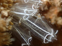 Ascidiacea
