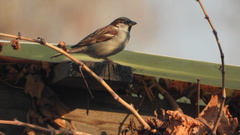 Passer domesticus