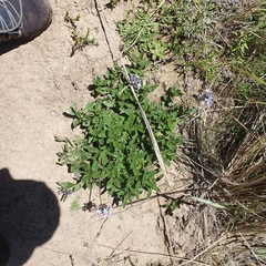 Pentanisia prunelloides