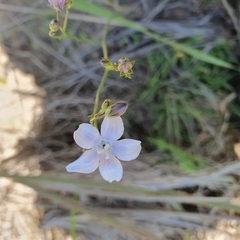 Wahlenbergia undulata