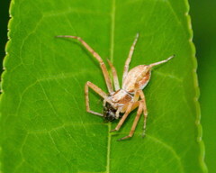 Philodromus