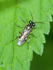 Rhogogaster picta